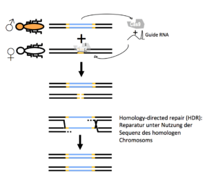 Der Mechanismus eines Gene Drives auf der Basis von CRISPR-Cas