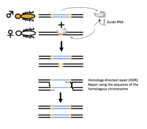 Gene drive mechanism based on CRISPR-Cas.